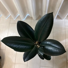 観葉植物　フィカス　バーガンディー　鉢植えの画像
