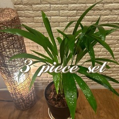 ❇️【お部屋をワンランクアップ】✨する観葉植物3点セット✨【アレ...