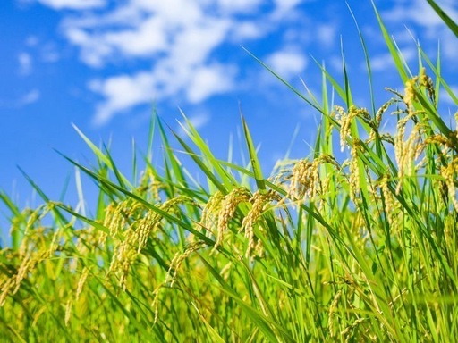 令和7年産 新米 あきほなみ 籾1俵30kg