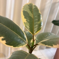 観葉植物　フィカス　ベリーズ　抜き苗の画像