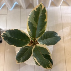 観葉植物　フィカス　ベリーズ　抜き苗の画像