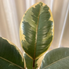 観葉植物　フィカス　ベリーズ　抜き苗の画像