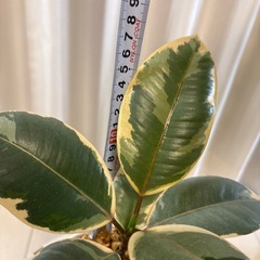 観葉植物　フィカス　ベリーズ　抜き苗の画像