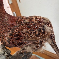 山鳥　剥製の画像