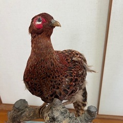 山鳥　剥製の画像