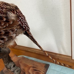 山鳥　剥製の画像