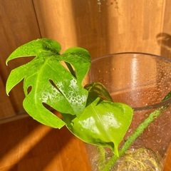 ◾️モンステラ / 発根済み 新葉ありの画像