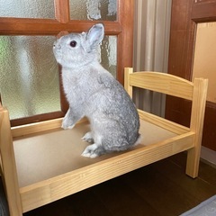 ペット用ウッドベッドの画像