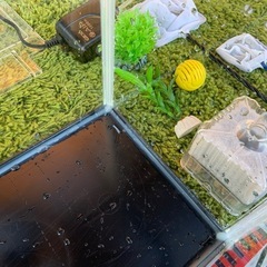 水槽セット（メダカ・金魚）の画像