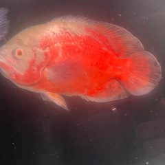 オスカの画像