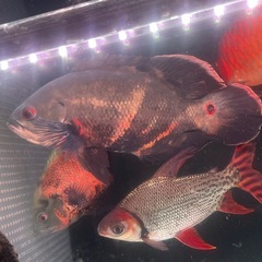 オスカの画像