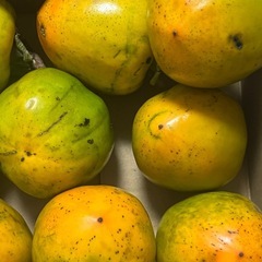 渋柿1.7kg　種なし 種あり 大小ミックスの画像