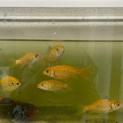金魚　6匹　の画像