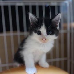 子猫里親募集中