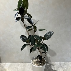 観葉植物　の画像