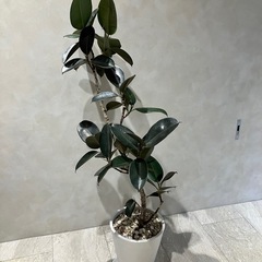 観葉植物　の画像
