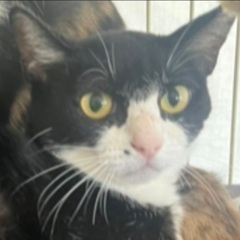 🎃10月25日(土)👻島忠ホームズ昭島店様にて『保護猫カフェ ね...