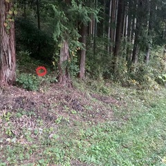 黒スズメ蜂の巣、地蜂の画像