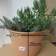 テトラゴナ　セダム　土付き　鉢ごと　取りに来て下さる方の画像