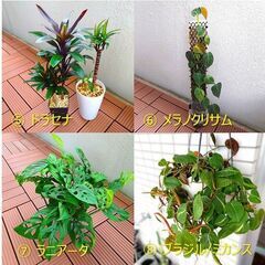 観葉植物いろいろ（100円～）| フィロデンドロン、モンステラ、アロカシア類の画像