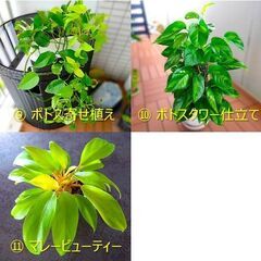 観葉植物いろいろ（100円～）| フィロデンドロン、モンステラ、アロカシア類の画像