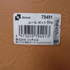 テトラゴナ　セダム　土付き　鉢ごと　取りに来て下さる方の画像