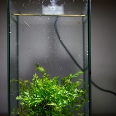 ボルビディス　水草の画像