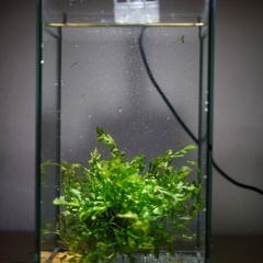 ボルビディス　水草の画像