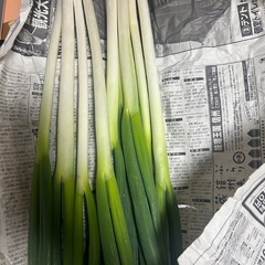 白ネギ  おまとめの画像