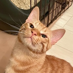 かまちょボーイ！きなこくん✨