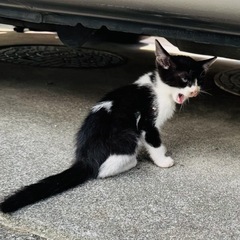 急募！里親様募集♡生後1〜2ヶ月