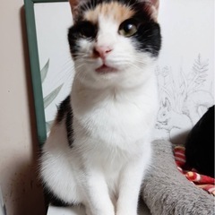 エイズ陽性でも怖くない。可愛いミケちゃんの里親募集します。