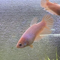 ベタ　ピンクオーロラの画像