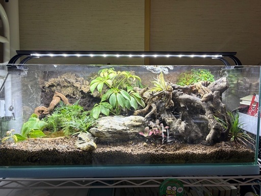 両生類飼育可能！中型テラリウム水槽（照明付き）