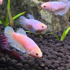 ベタ　ピンクオーロラの画像