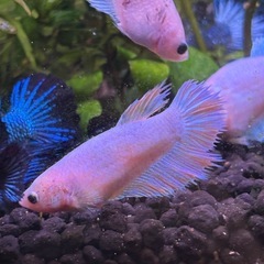 ベタ　ピンクオーロラの画像