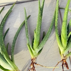 アロエベラ　株　株分け　アロエ　多肉　植木　観葉植物の画像