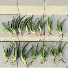 アロエベラ　株　株分け　アロエ　多肉　植木　観葉植物の画像