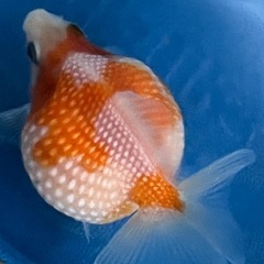 ピンポンパール金魚の画像