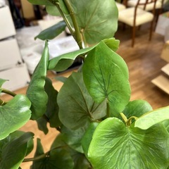 フェイクグリーン観葉植物の画像