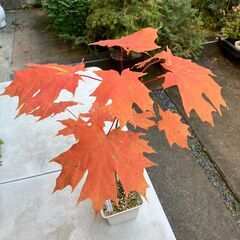 サトウカエデ（Northern sugar maple）苗の画像