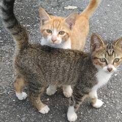 ママ猫と子供たち