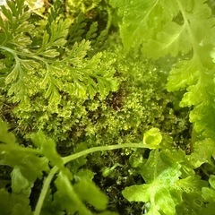 爬虫類　両生類　グラステラリウム　ナノ 苔リウム　レイアウト　水槽の画像