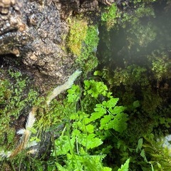 爬虫類　両生類　グラステラリウム　ナノ 苔リウム　レイアウト　水槽の画像