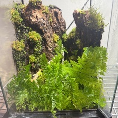 爬虫類　両生類　グラステラリウム　ナノ 苔リウム　レイアウト　水槽の画像