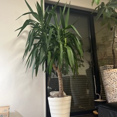 観葉植物　ユッカ　ガーデニング　植物の画像