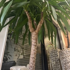 観葉植物　ユッカ　ガーデニング　植物の画像