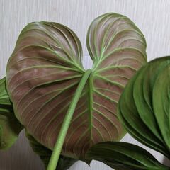 Philodendron rubrijuvenile / El Choco Redの画像