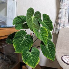 Philodendron rubrijuvenile / El Choco Redの画像