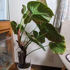 Philodendron rubrijuvenile / El Choco Redの画像